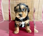 Small #7 YorkiePoo