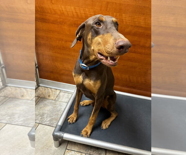 Medium Photo #1 Doberman Pinscher Puppy For Sale in Devine, TX, USA
