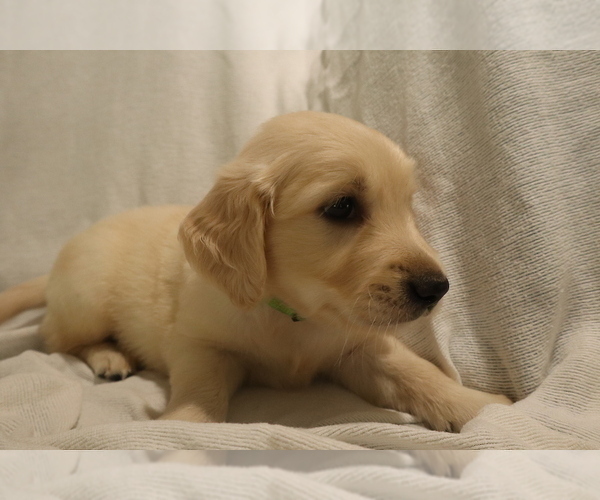 Medium Photo #1 English Cream Golden Retriever Puppy For Sale in LANCASTER, WI, USA