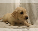 Small Photo #1 English Cream Golden Retriever Puppy For Sale in LANCASTER, WI, USA