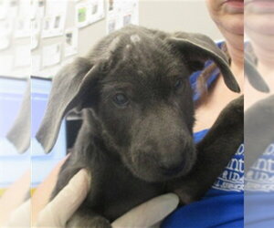 Staffordshire Bull Terrier Dogs for adoption in Ocala, FL, USA