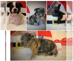 French Bulldog Puppy for sale in CHESTERFIELD, VA, USA