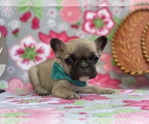 French Bulldog Puppy for sale in LANCASTER, PA, USA