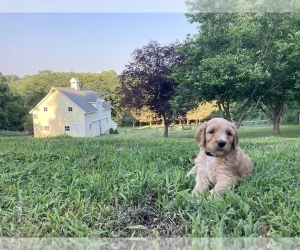Medium Photo #3 Labradoodle Puppy For Sale in HAMDEN, CT, USA