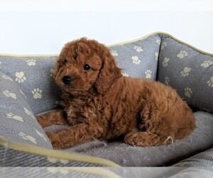Cavapoo Puppy for sale in FREDERICKSBURG, OH, USA