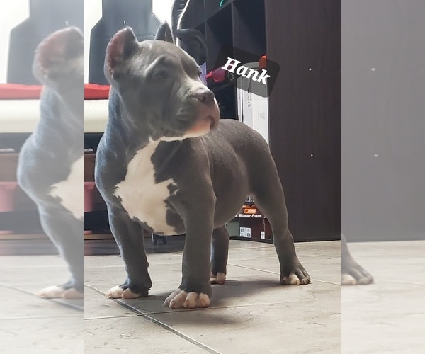 Medium Photo #18 American Bully Puppy For Sale in ROCKVILLE, MD, USA