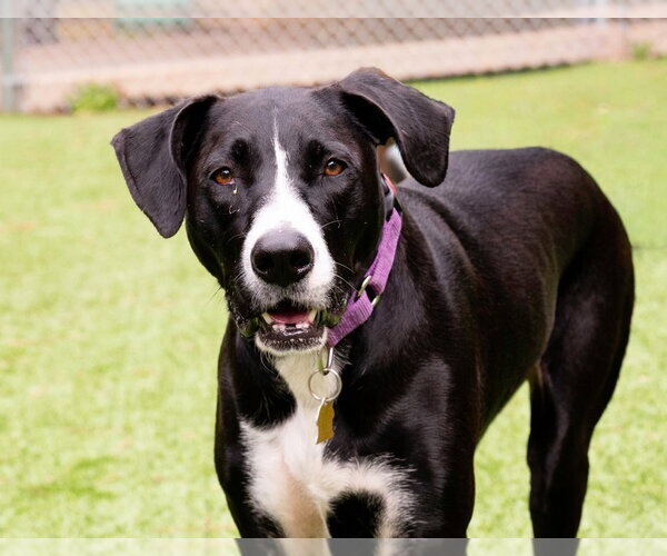 Medium Photo #2 Lab-Pointer Puppy For Sale in Ellijay, GA, USA