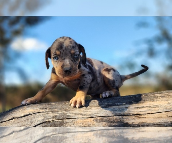 Medium Photo #2 Catahoula Leopard Dog Puppy For Sale in CUMBY, TX, USA