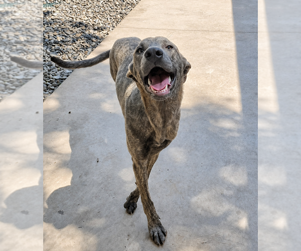 Medium Photo #2 Greyhound-Unknown Mix Puppy For Sale in Thomasville, NC, USA
