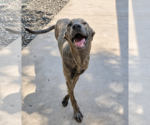 Small #1 Greyhound Mix