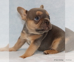 Small Photo #20 French Bulldog Puppy For Sale in WINNSBORO, TX, USA