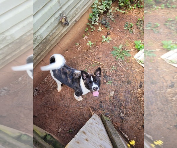 Medium Photo #4 Akita Puppy For Sale in FRANKLIN, NC, USA