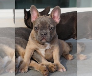 French Bulldog Puppy for sale in LODI, CA, USA