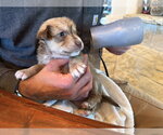 Small #6 Labrador Retriever Mix