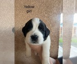 Puppy Yellow girl Saint Bernard