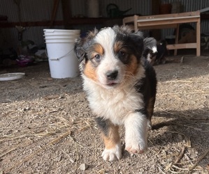 English Shepherd Puppy for sale in MAPLE LAKE, MN, USA