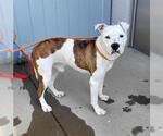 Small American Pit Bull Terrier Mix