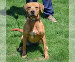 Small #3 Redbone Coonhound-Rhodesian Ridgeback Mix