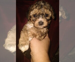 Poodle (Toy) Puppy for sale in ACAMPO, CA, USA