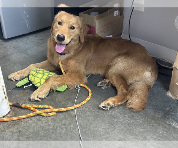 Medium Photo #1 Golden Retriever Puppy For Sale in Rockaway, NJ, USA