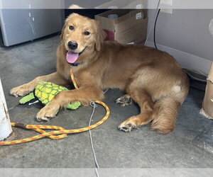 Golden Retriever Dogs for adoption in Rockaway, NJ, USA