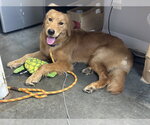Small Golden Retriever