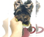 Small Photo #19 Yorkshire Terrier Puppy For Sale in CORAL SPRINGS, FL, USA