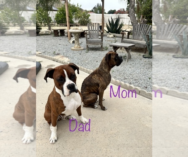 Medium Photo #18 Boxer Puppy For Sale in MORENO VALLEY, CA, USA