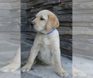 Golden Labrador Puppy for sale in VISALIA, CA, USA