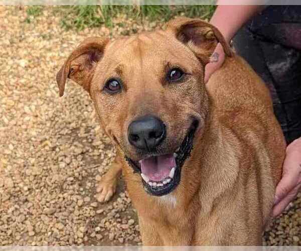 Medium Photo #5 Black Mouth Cur-Unknown Mix Puppy For Sale in Anniston, AL, USA