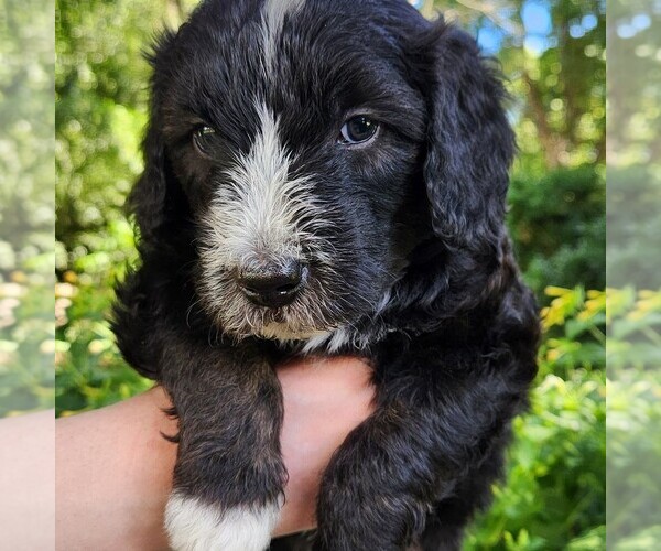 Medium Photo #7 F2 Aussiedoodle Puppy For Sale in COLUMBIA, TN, USA