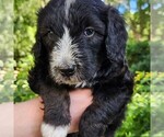 Small #6 F2 Aussiedoodle
