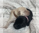 Small #1 Labrador Retriever