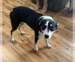 Small Photo #1 Border Collie Puppy For Sale in PURCELLVILLE, VA, USA
