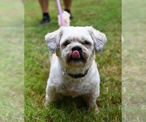 Medium Shih Tzu