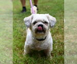 Small Shih Tzu