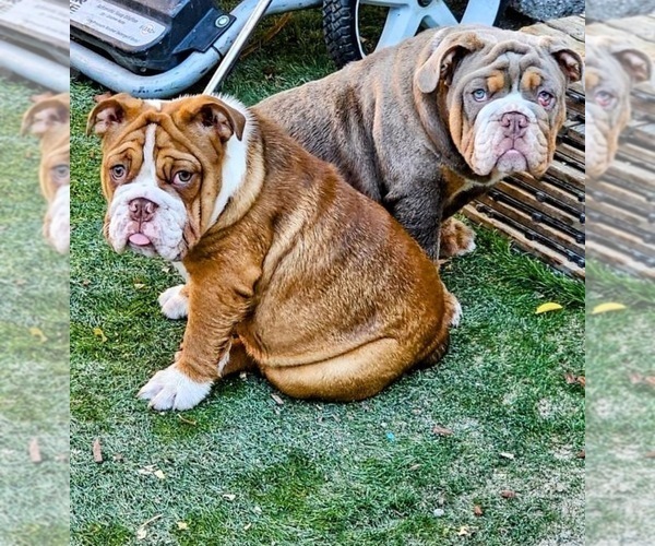 Medium Photo #9 English Bulldog Puppy For Sale in SACRAMENTO, CA, USA