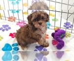Small #5 Cockapoo (Toy)-Poodle (Toy) Mix