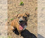 Small #11 American Pit Bull Terrier-American Staffordshire Terrier Mix