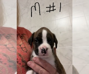 Boxer Puppy for Sale in ELLSWORTH, Wisconsin USA