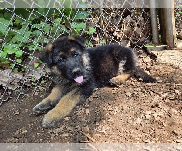 Medium Photo #4 German Shepherd Dog Puppy For Sale in WATERBURY, CT, USA