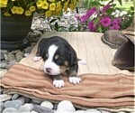 Small Photo #2 Greater Swiss Mountain Dog Puppy For Sale in MILLERSTOWN, PA, USA