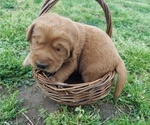 Small Photo #2 Labradoodle Puppy For Sale in AUBURNTOWN, TN, USA
