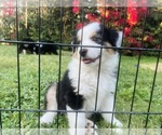 Small Photo #21 Miniature Australian Shepherd Puppy For Sale in LA CANADA FLINTRIDGE, CA, USA