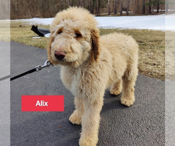 Medium Photo #2 Goldendoodle Puppy For Sale in SELKIRK, NY, USA