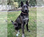 Small Photo #2 Australian Shepherd-German Shepherd Dog Mix Puppy For Sale in Corona, CA, USA