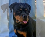 Puppy Mango Rottweiler