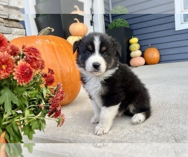 Medium Photo #6 Australian Shepherd Puppy For Sale in LODA, IL, USA