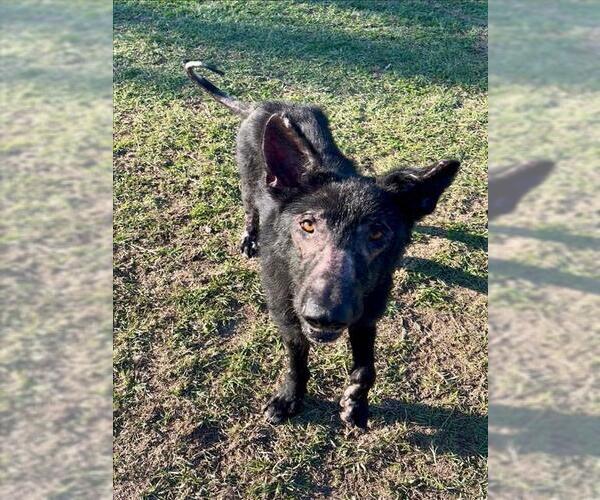 Medium Photo #1 German Shepherd Dog Puppy For Sale in Conroe, TX, USA