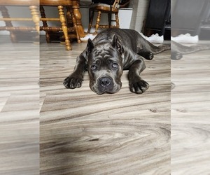 Father of the Cane Corso puppies born on 10/25/2025